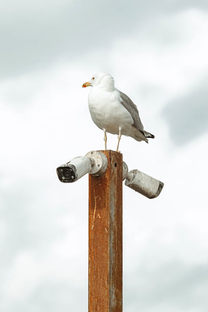 Close-up of a seagull perched atop a rusty CCTV camera pole against a cloudy sky.
